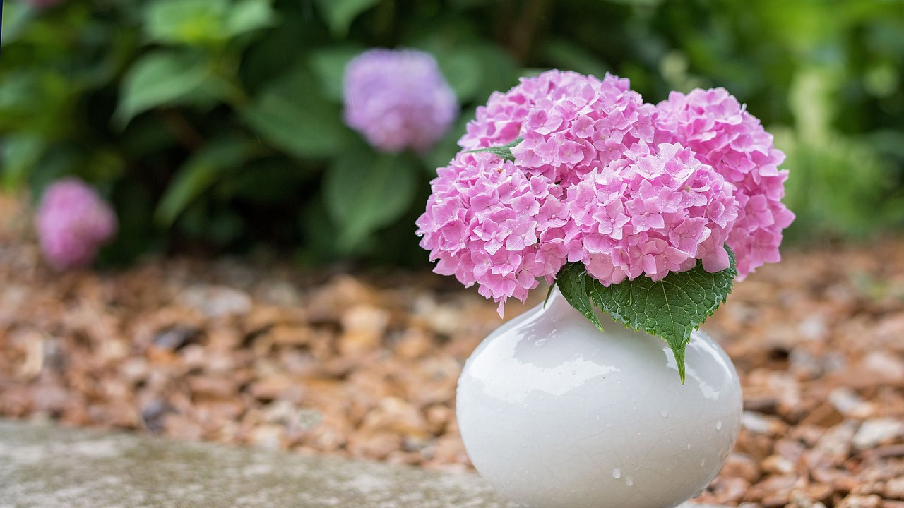 Hortenzie.
