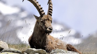 Král Alp Král Alp