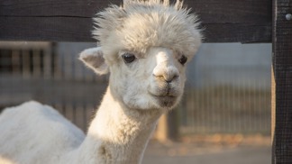 Lama. Lama.