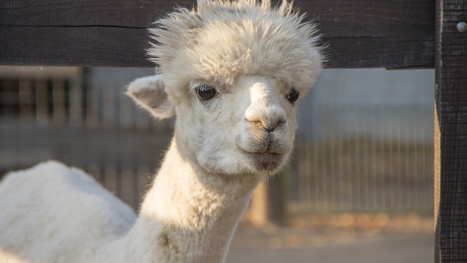 Lama.