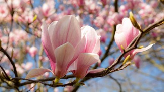 Magnolie neboli šácholan.