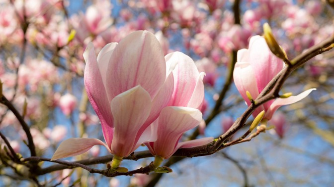 Magnolie neboli šácholan.