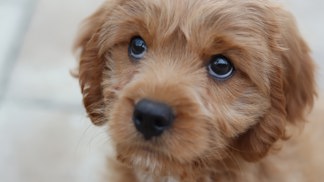 Se psem do práce aneb Jaký mají vliv "dog friendly" kanceláře na vaše zdraví?