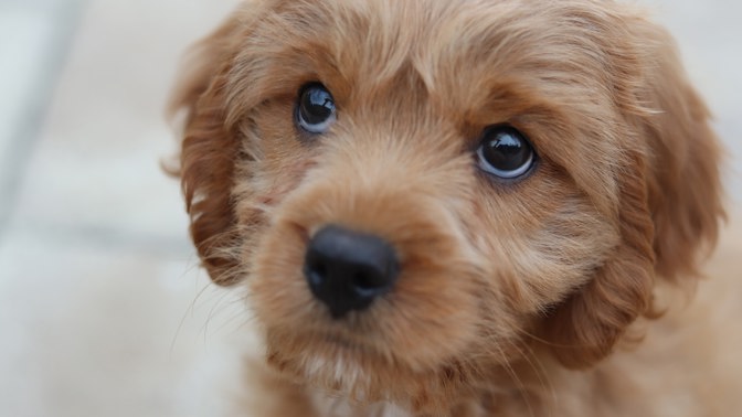 Se psem do práce aneb Jaký mají vliv "dog friendly" kanceláře na vaše zdraví?