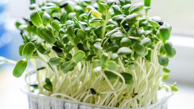 Microgreens.