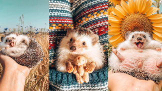 Nejroztomilejší Instagram na světě! Ježek Herbee je zvířecí celebritou