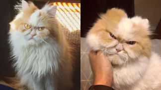 Znáte naštvanější kočku? Nová Grumpy Cat dobývá svět