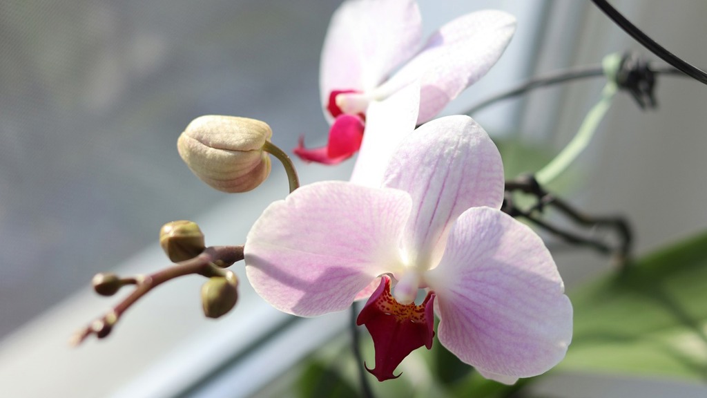 Pěstování orchidejí.