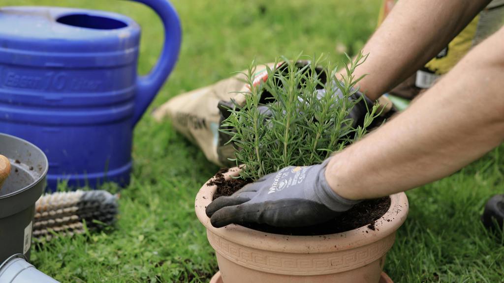 Čím méně péče, tím více vůně a chuti: Jak pěstovat středomořské bylinky rozmarýn a tymián v české zahradě Čím míň péče, tím víc vůně a chuti: Jak pěstovat středomořské bylinky rozmarýn a tymián v české zahradě