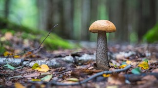 Houby mohou nahradit polystyren nebo dřevotřísku, co všechno jde z podhoubí vyrobit?