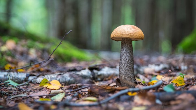 Houby mohou nahradit polystyren nebo dřevotřísku, co všechno jde z podhoubí vyrobit?