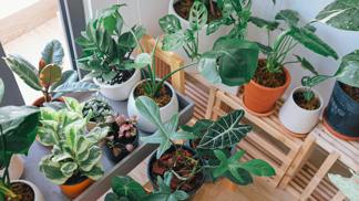 Pokojové rostliny
