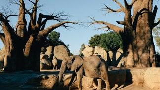 Baobab