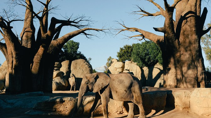 Baobab