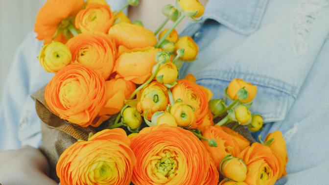 Milují ho floristé i zahrádkáři: Pryskyřník vydrží ve váze až 14 dní a na záhoně kvete dlouhé týdny