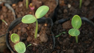 Zahrada se pomalu připomíná: S únorem přichází čas předpěstovat sazeničky Zahrada se pomalu připomíná: S únorem přichází čas předpěstovat sazeničky