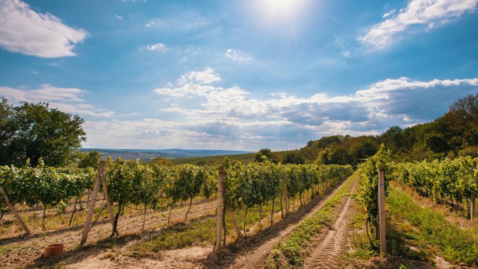 Pálavské vinice
