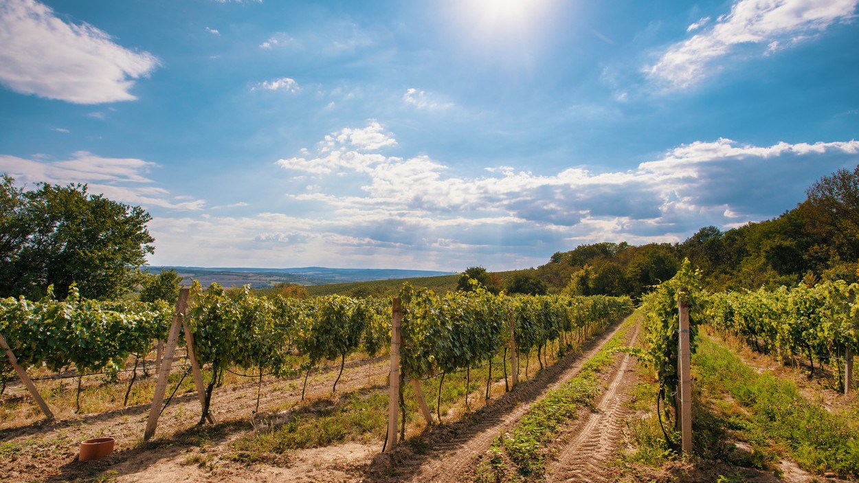 Pálavské vinice
