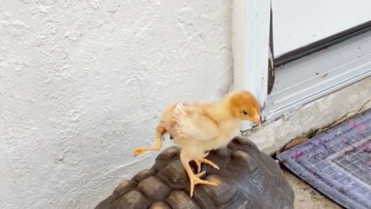 FOTO: Zvláštní úkaz - čtyřnohé kuře.