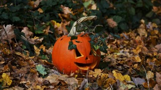 Podzimní kvíz: Co víte o dýních? Od Halloweenu po dýňové latté Podzimní kvíz: Co víte o dýních? Od Halloweenu po dýňové latté