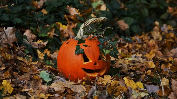 Podzimní kvíz: Co víte o dýních? Od Halloweenu po dýňové latté