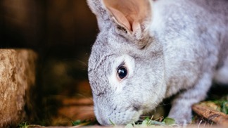 Králík. Králík.
