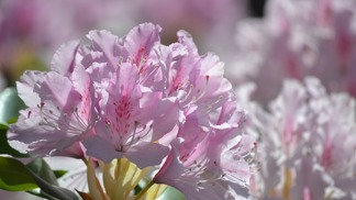 Rododendron. Rododendron.
