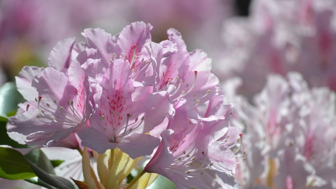Rododendron.