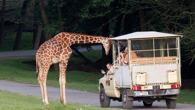 Safari park
Safari park