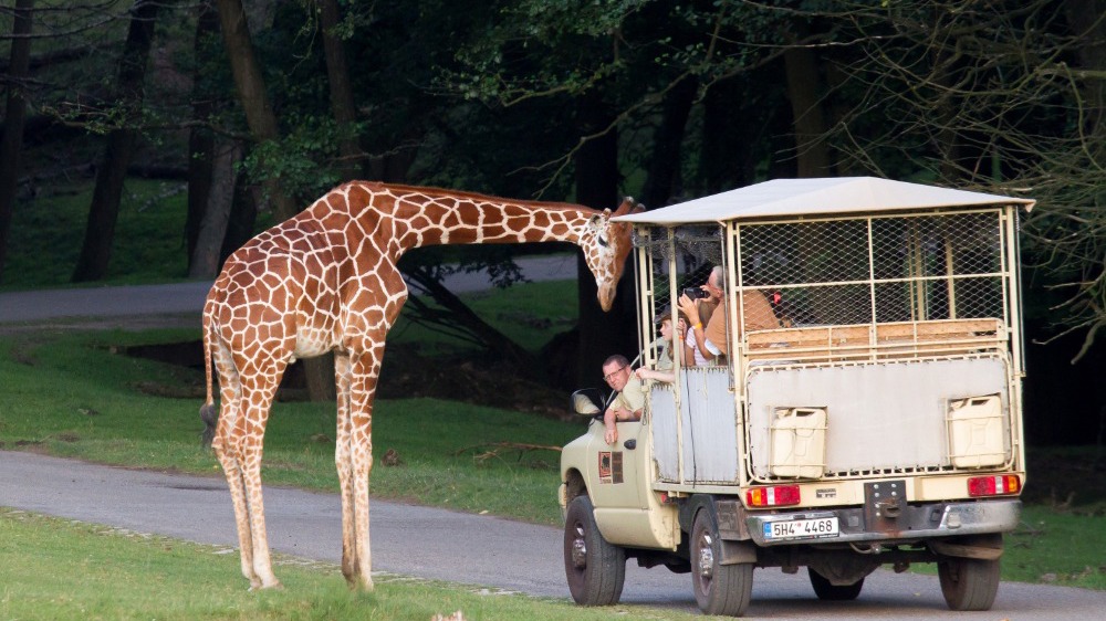 Safari park
