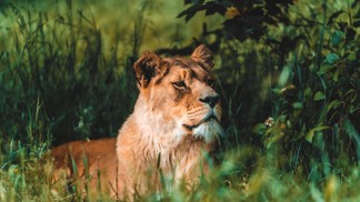 Safari Park Dvůr Králové Safari Park Dvůr Králové