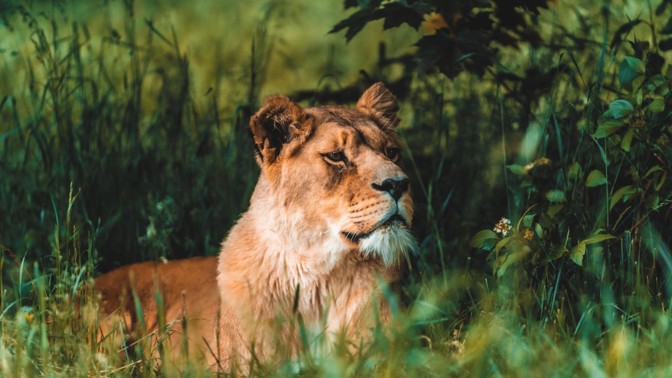 Safari Park Dvůr Králové