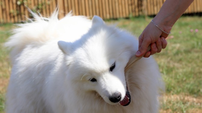 samojed

Tihle chlupáči jsou charakterističtí svou sněhově bílou hustou srstí a úsměvem na jejich tváři. Pochází ze Sibiře, kde byli vyšlechtěni samojedy (lidé, kteří se živili lovem, rybolovem a chovem sobů) k tažení saní a hlídání sobů. Dnes se stávají vzácnými a i proto stojí zhruba 300 tisíc korun.
