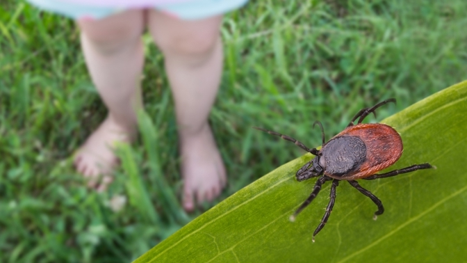 Klíšťata nesnášejí tuhle vůni: Pár kapek a zmizí jako pára nad hrncem