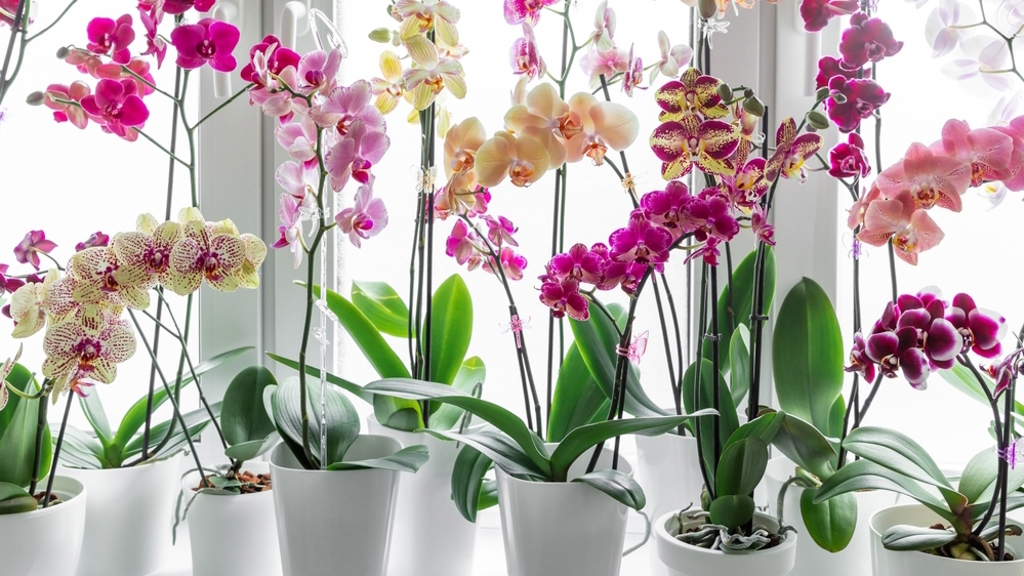 Hnojení orchidejí
Hnojení orchidejí