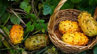 Kiwano, ačokča, kukamelon: Nastává doba předpěstování okurek i jejich exotických příbuzných Kiwano, ačokča, kukamelon: Nastává doba předpěstování okurek i jejich exotických příbuzných