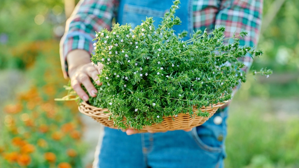 Lahodná náhrada za rozmarýn i oregano: Bylinka našich babiček se vrací do kuchyní Lahodná náhrada za rozmarýn i oregano: Bylinka našich babiček se vrací do kuchyní