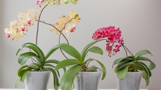 Správná zálivka pro orchideje
