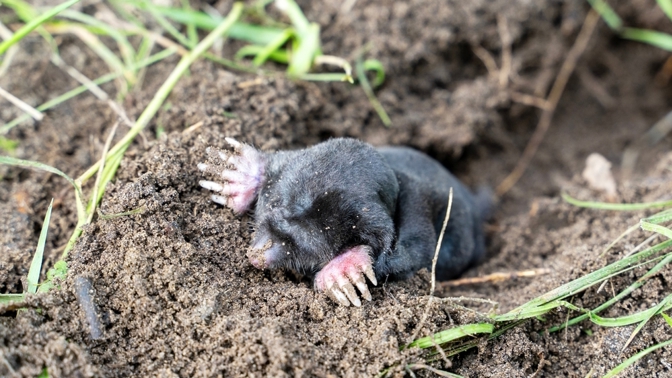 Krtek ze zahrady zmizel díky šálku podmáslí. Přírodní trik funguje lépe než chemie