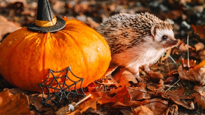 Ježci potřebují na podzim klid a misku s masem. Kdy a jak je chránit?