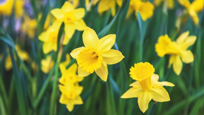 narcisy