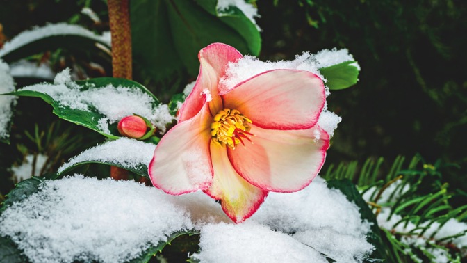 Čemeřice v zimě Čemeřice v zimě