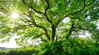 Druidský horoskop