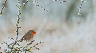 Červenka