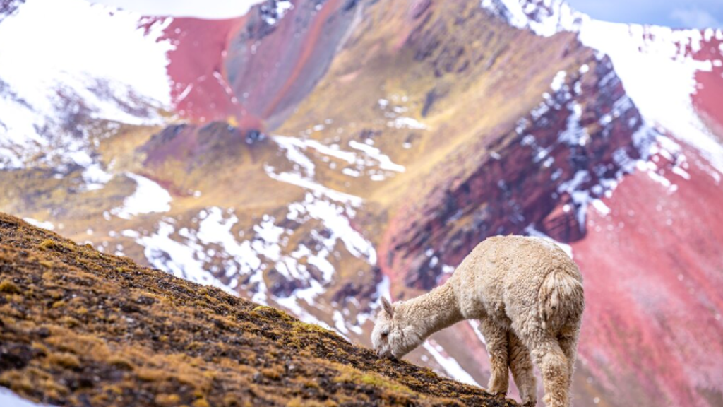 Peru není jen Machu Picchu, i když právě tento div světa zůstává jeho nejslavnějším symbolem. Je to země s duší, která bije v rytmu bubnů, tance a dávných příběhů.
Peru není jen Machu Picchu, i když právě tento div světa zůstává jeho nejslavnějším symbolem. Je to země s duší, která bije v rytmu bubnů, tance a dávných příběhů.