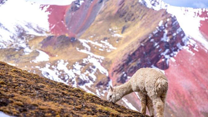 Peru není jen Machu Picchu, i když právě tento div světa zůstává jeho nejslavnějším symbolem. Je to země s duší, která bije v rytmu bubnů, tance a dávných příběhů.
