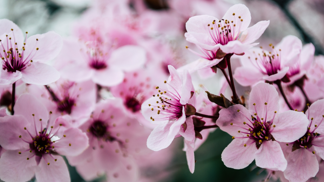 Jak se přestat porovnávat s ostatními? Pomůže vám japonský koncept oubaitori
