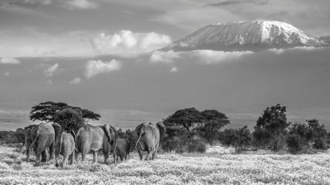 Umělecký fotograf David Yarrow zachycuje zvířata i lidi v africké Keni