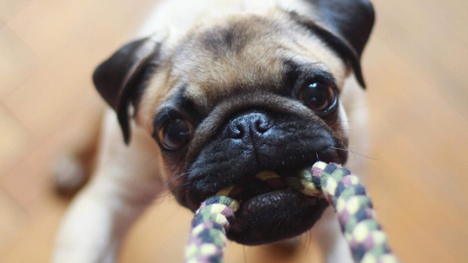 Pes mops