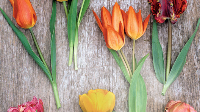 Barevné tulipány